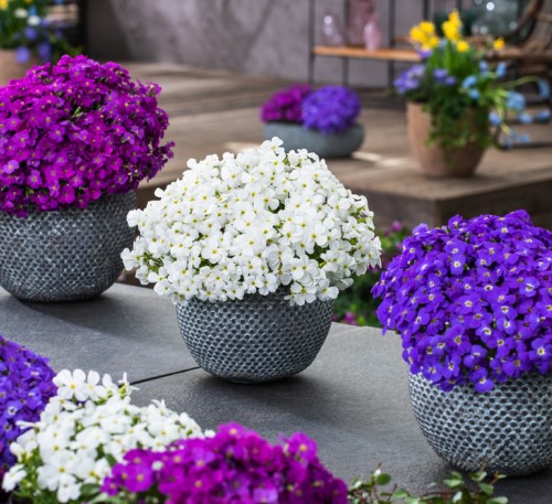 Aubrieta Lilac
